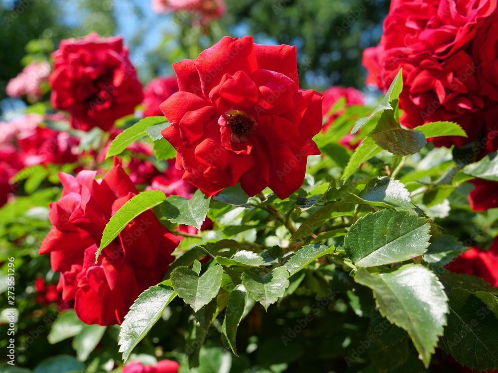 Rose bush with green leafs