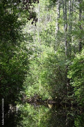 Slow river running through a southern swamp.