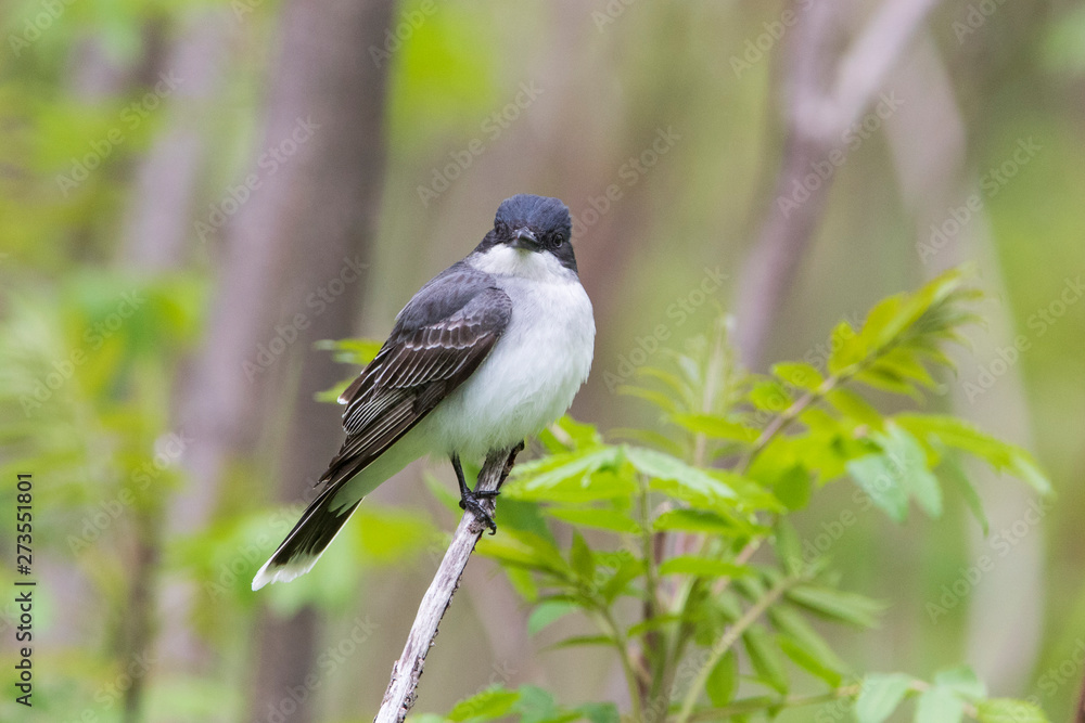 eastern kingbird (Tyrannus tyrannus) in spring eastern kingbird (Tyrannus tyrannus) in spring