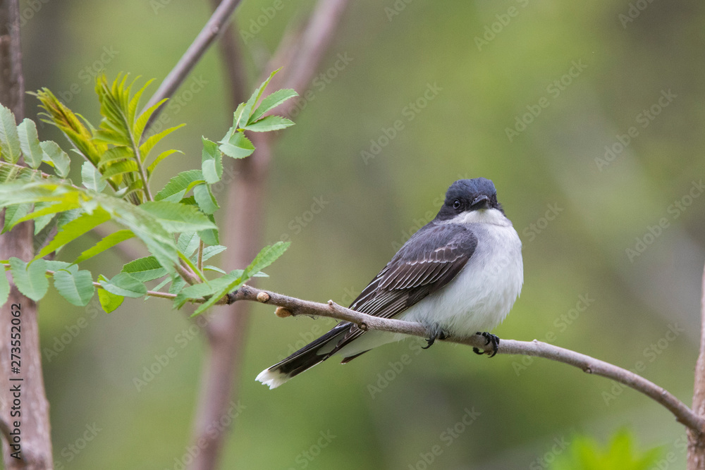 eastern kingbird (Tyrannus tyrannus) in spring eastern kingbird (Tyrannus tyrannus) in spring