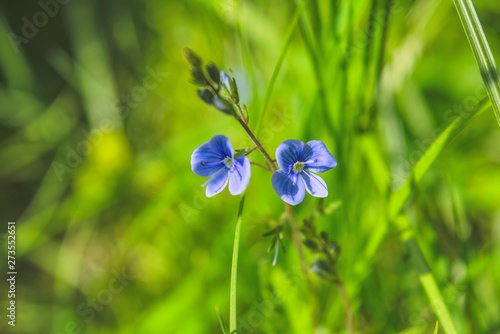 Beautiful Blue summer forest flower on a blurred green background.
