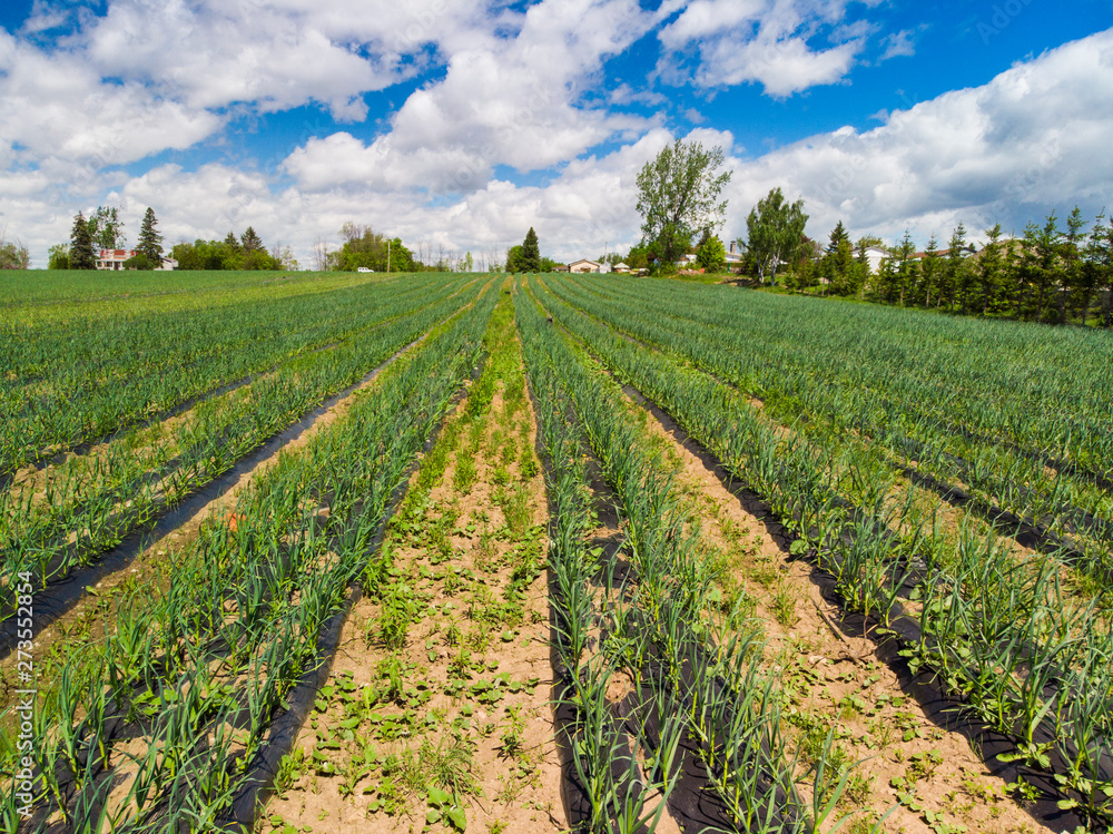 organic garlic field in spring, aerial view organic garlic field in spring, aerial view