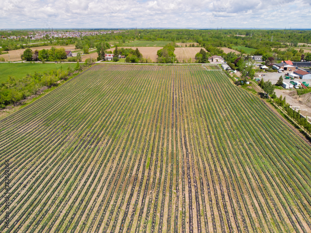 organic garlic field in spring, aerial view