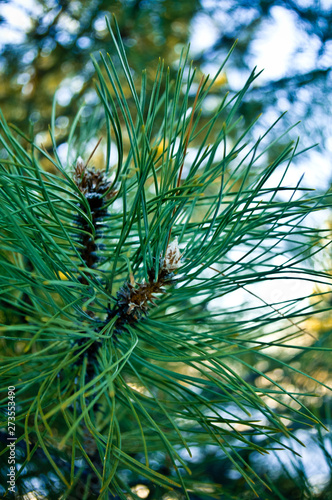 Furry pine branches with green needles. close-up