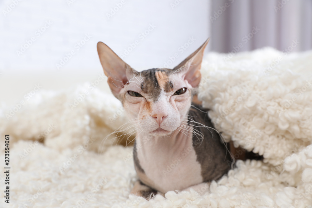 Adorable Sphynx cat looking into camera at home. Cute friendly pet Adorable Sphynx cat looking into camera at home. Cute friendly pet