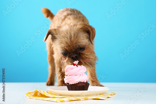 Obraz na plátně Studio portrait of funny Brussels Griffon dog eating tasty cupcake against color