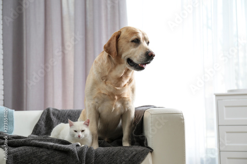 Adorable cat looking into camera and dog together on sofa indoors, space for text. Friends forever