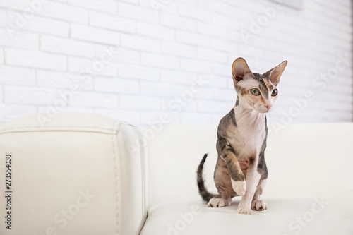 Adorable Sphynx cat on sofa at home  space for text. Cute friendly pet