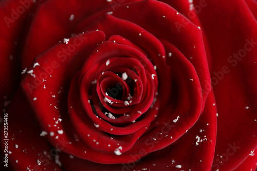 Fototapeta Naklejka Na Ścianę i Meble -  Beautiful red rose with snow as background, closeup