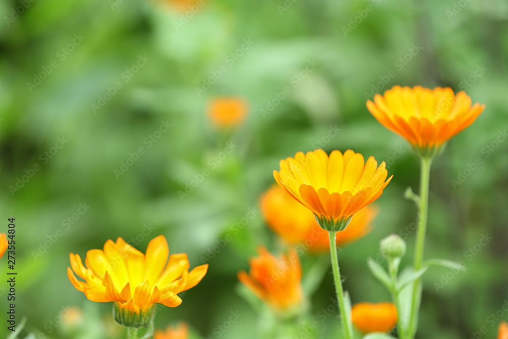 Beautiful bright calendulas in green garden, closeup with space for text. Spring flowers Beautiful bright calendulas in green garden, closeup with space for text. Spring flowers