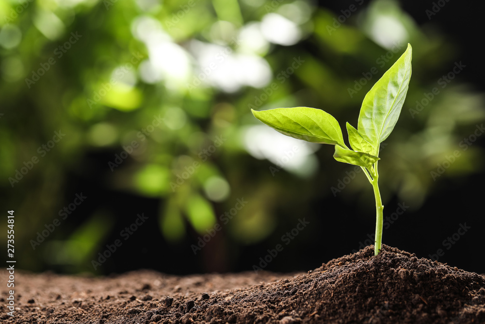 Young seedling in soil on blurred background, space for text - obrazy, fototapety, plakaty 