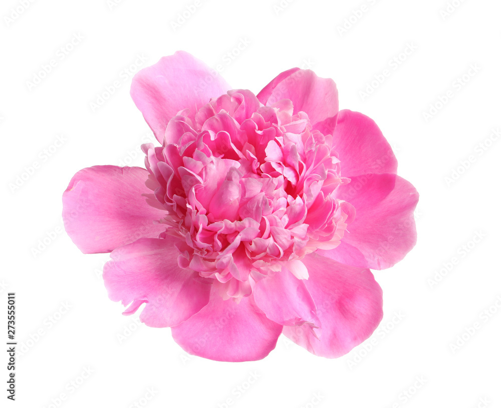 Beautiful fresh peony flower on white background, top view
