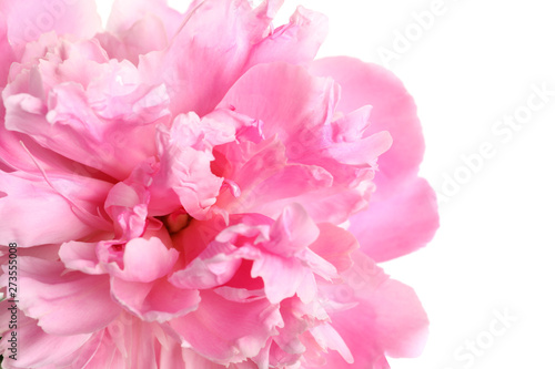 Beautiful fresh peony flower on white background  top view