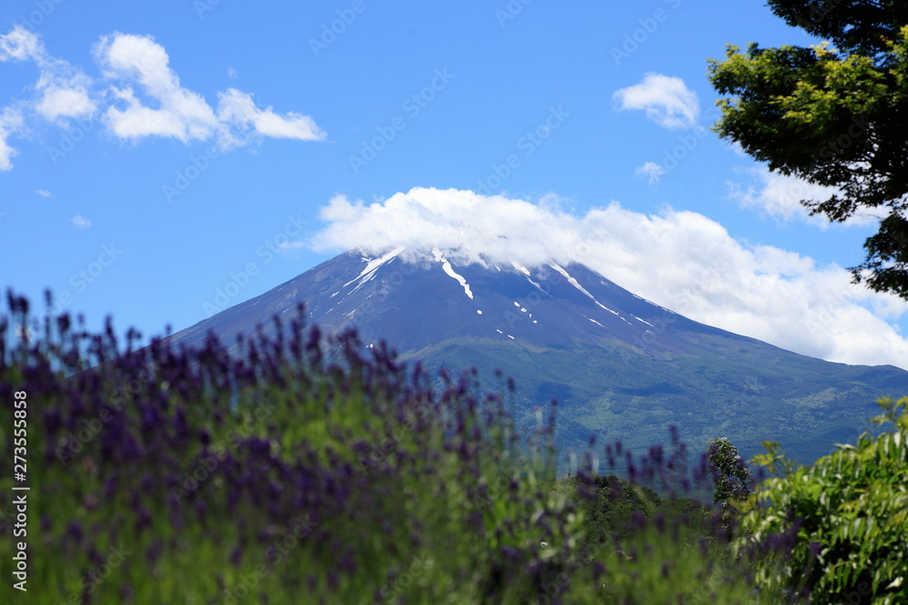 Mt.Fuji & lavender field