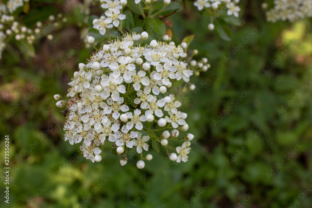 Close up shoot of scarlet firethorn flower. Close up shoot of scarlet firethorn flower.