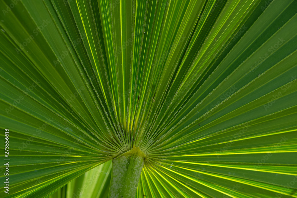 Bright green palm frond in the Florida Keys Bright green palm frond in the Florida Keys