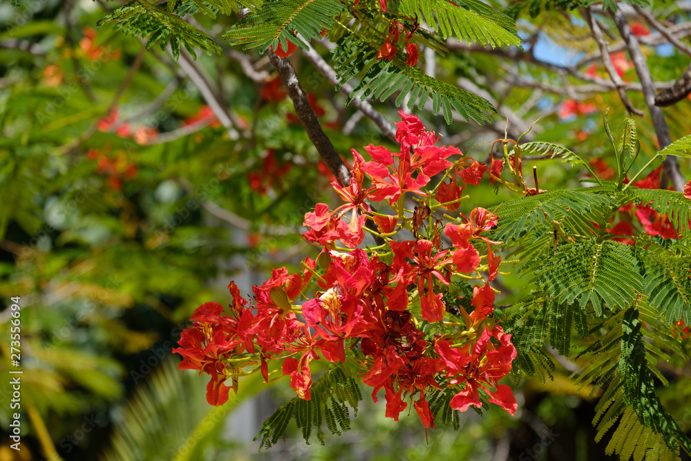 Colorful flowers of many species dot the landscape of the humid and warm Florida Keys Colorful flowers of many species dot the landscape of the humid and warm Florida Keys