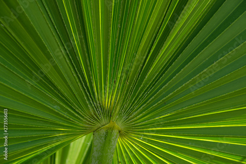 Bright green palm frond in the Florida Keys