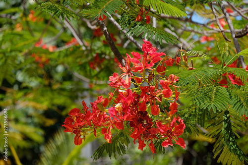 Colorful flowers of many species dot the landscape of the humid and warm Florida Keys