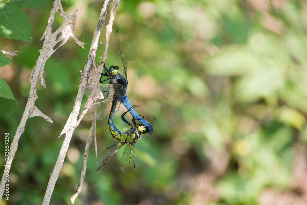 Dragonfly couple mating