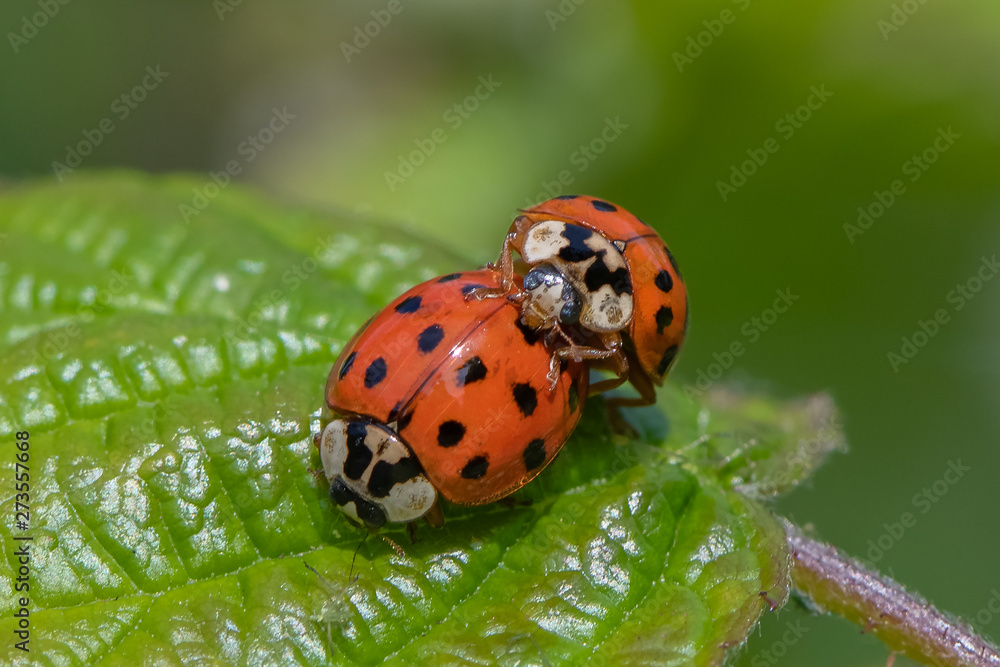 Harlequin ladybird ( Harmonia axyridis) mating. Harlequin ladybird ( Harmonia axyridis) mating.
