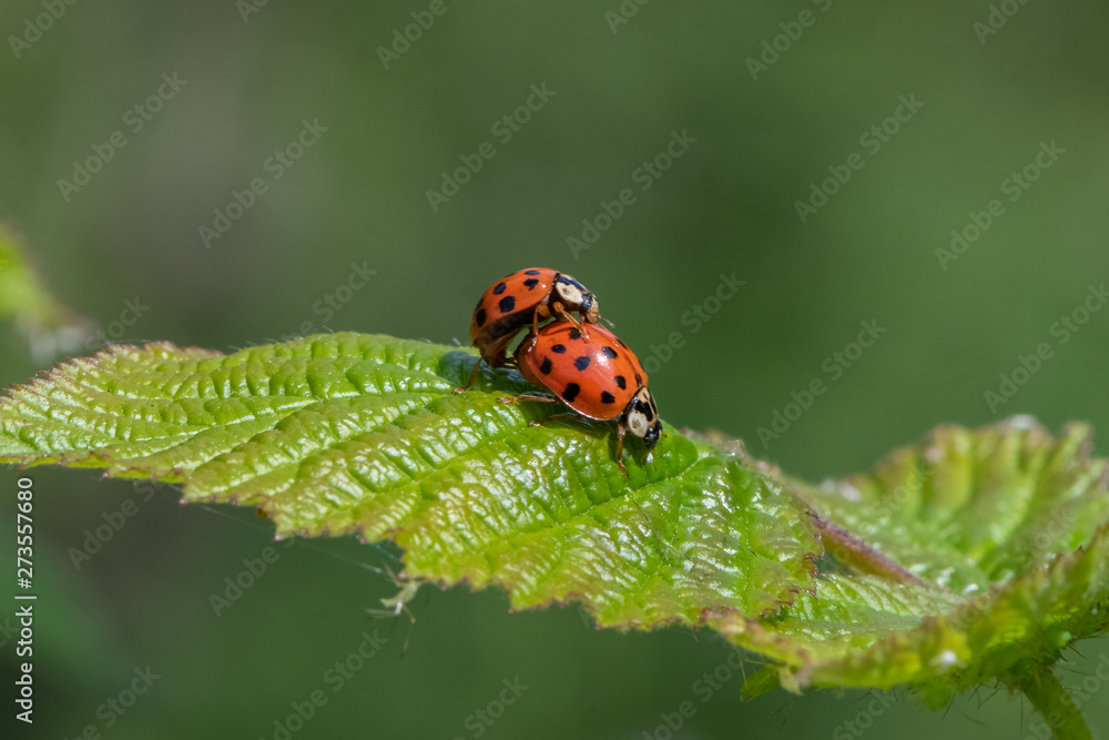 Harlequin ladybird ( Harmonia axyridis) mating. Harlequin ladybird ( Harmonia axyridis) mating.