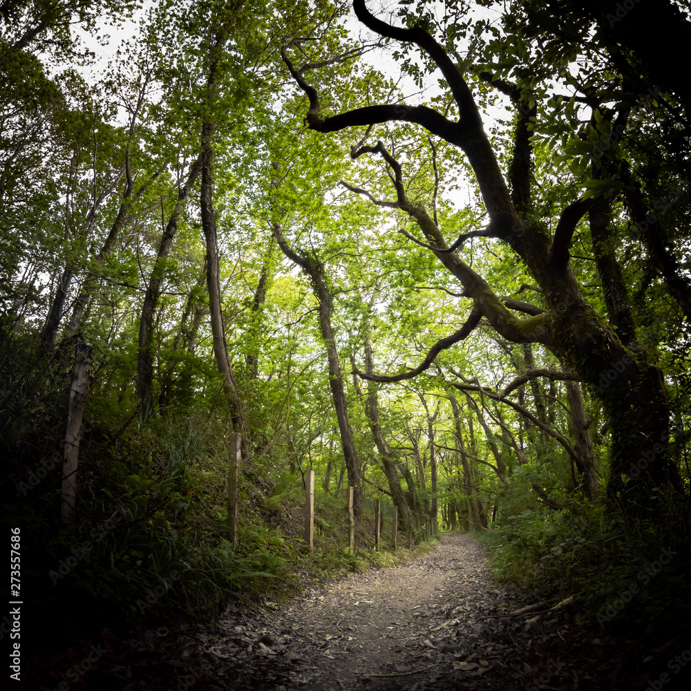 walking on beautiful mysterious forest pathway in springtime walking on beautiful mysterious forest pathway in springtime
