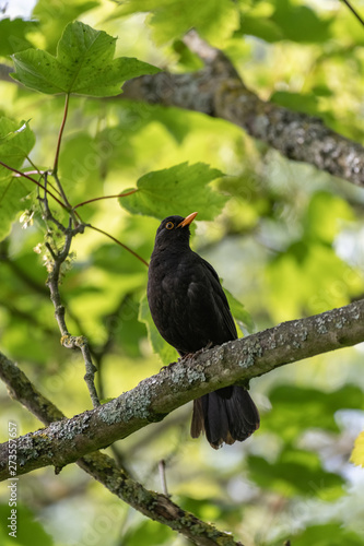 Common blackbird (Turdus merula) perched on a tree branch