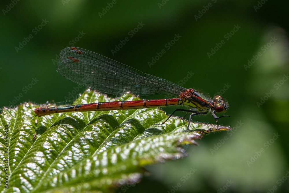 Large red damselfly (Pyrrhosoma nymphula)