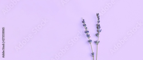 bouquet of violet lilac purple lavender flowers arranged on table background. Top view, flat lay mock up, copy space. Minimal background concept. Dry flower floral composition isolated. Spa skin care.