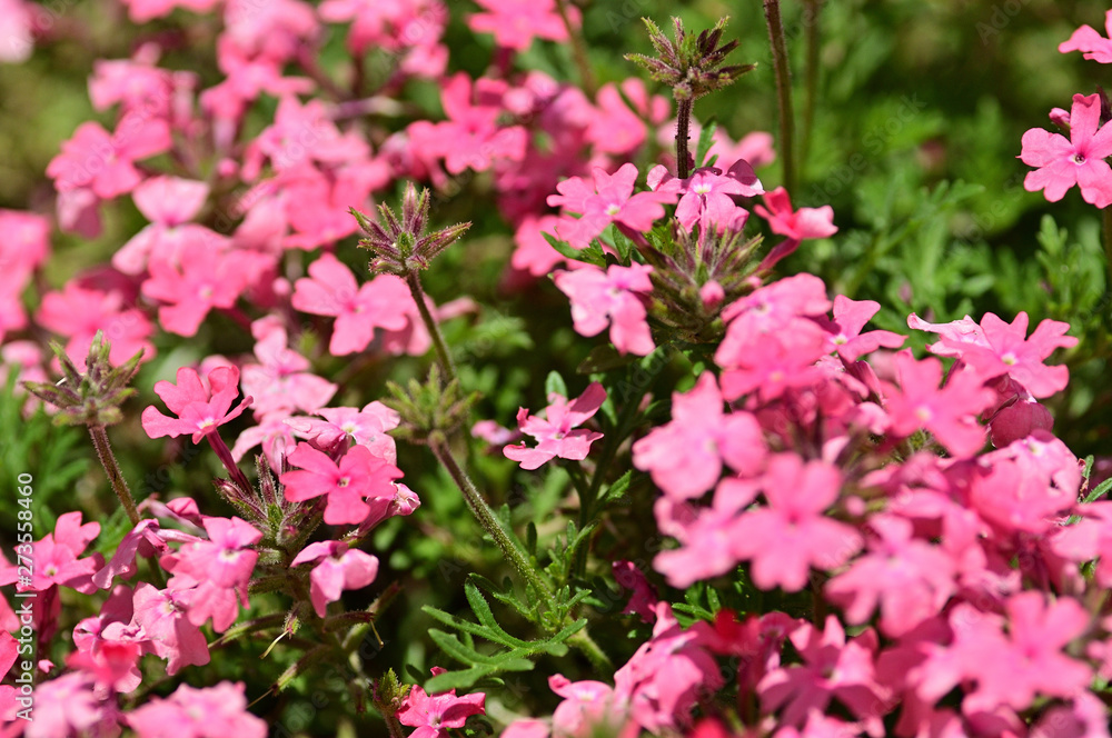 Many beautiful flowers bloom in spring. Many beautiful flowers bloom in spring.