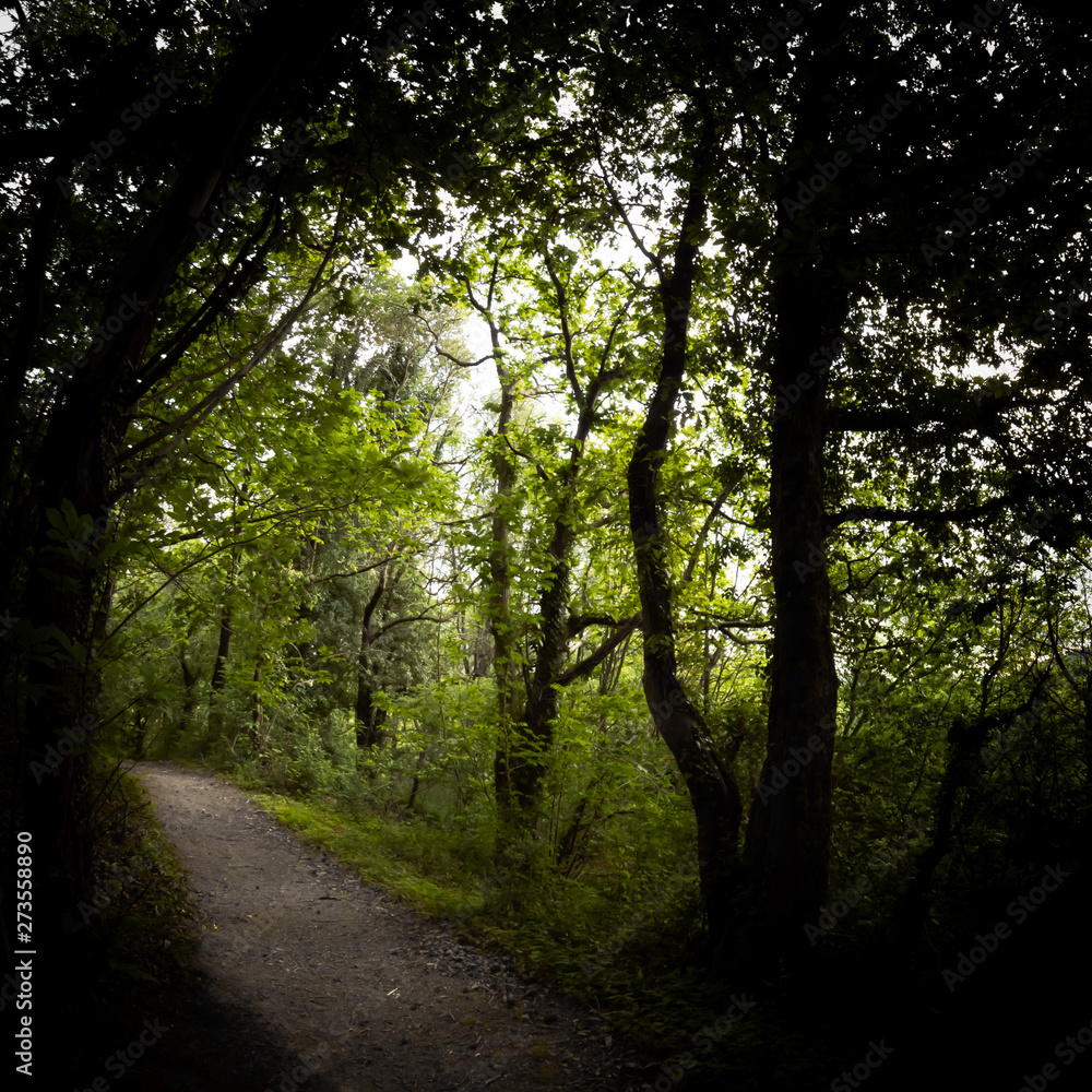 Fototapeta premium walking on beautiful mysterious forest pathway in springtime