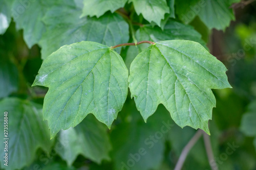 Close-up shot of Viburnum acerifolium leaf.