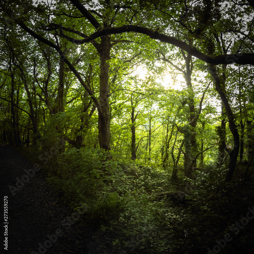 walking on beautiful mysterious forest pathway in springtime