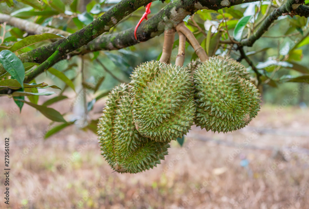 Durian tree, Fresh durian fruit on tree, Durians are the king of fruits, Tropical of asian fruit. Durian tree, Fresh durian fruit on tree, Durians are the king of fruits, Tropical of asian fruit.