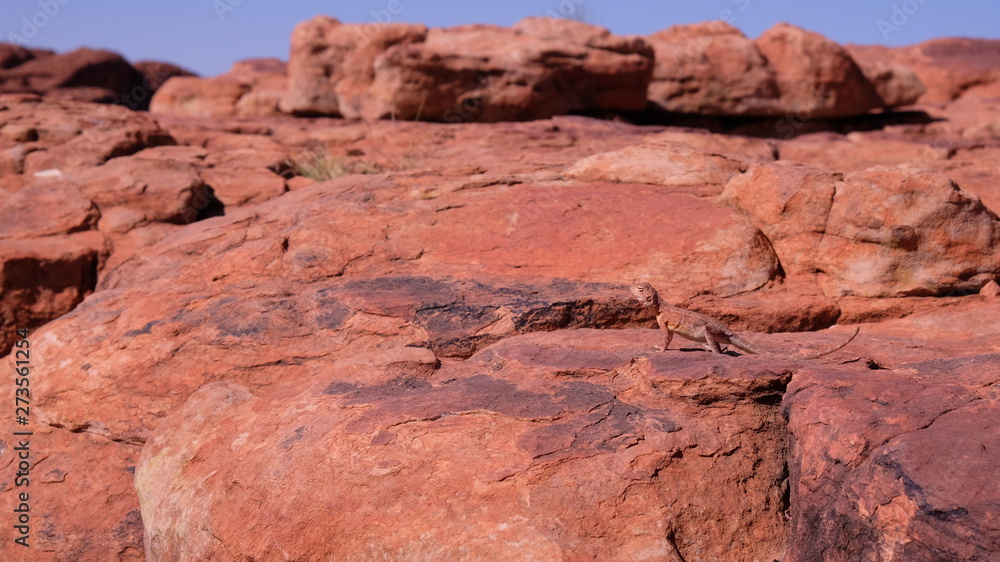 Fototapeta premium Ring-tailed dragon lizard on the rock in Western Australia