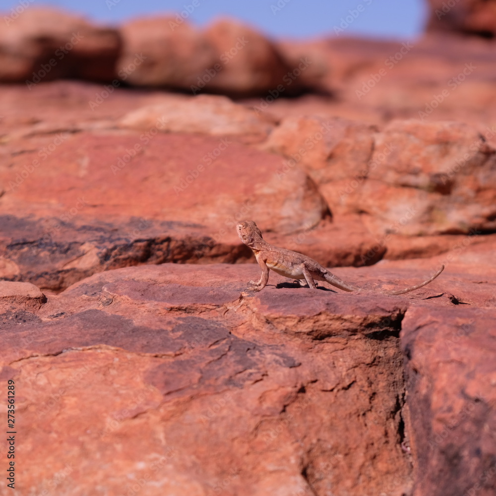 Ring-tailed dragon lizard on the rock in Western Australia Ring-tailed dragon lizard on the rock in Western Australia