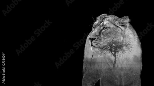lion, Savannah, double exposure on uniform background