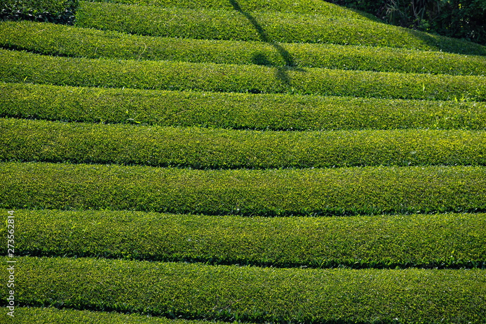 Landscape of green tea garden ,Shikoku,Japan