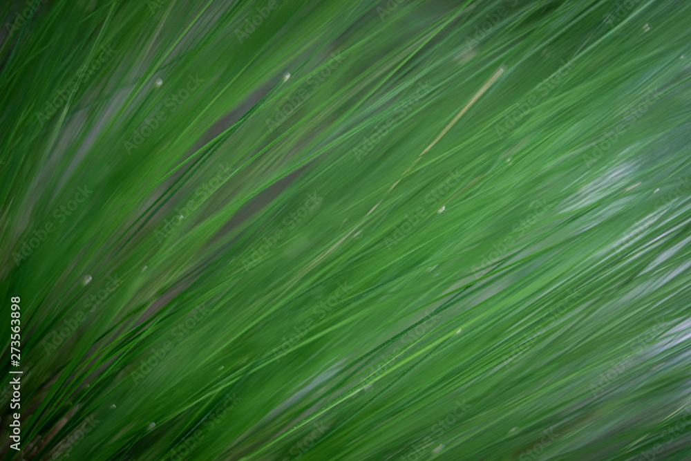 Obraz premium Fine grass 02