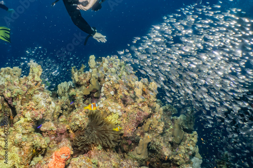 Coral reefs and water plants in the Red Sea, Eilat Israel