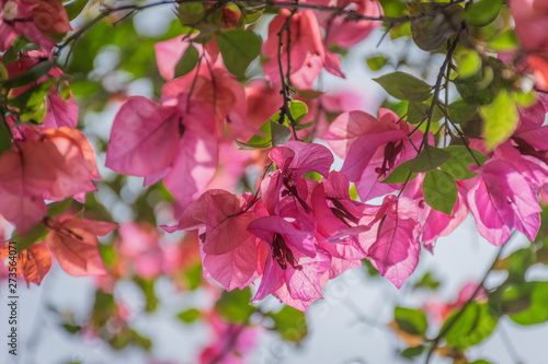 Pink bougainvillea © Robaina Photograpahy
