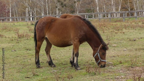 Wallpaper Mural 木曽馬のふるさと 開田高原 Torontodigital.ca