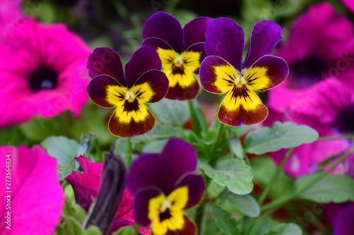 Yellow and Purple Flowers