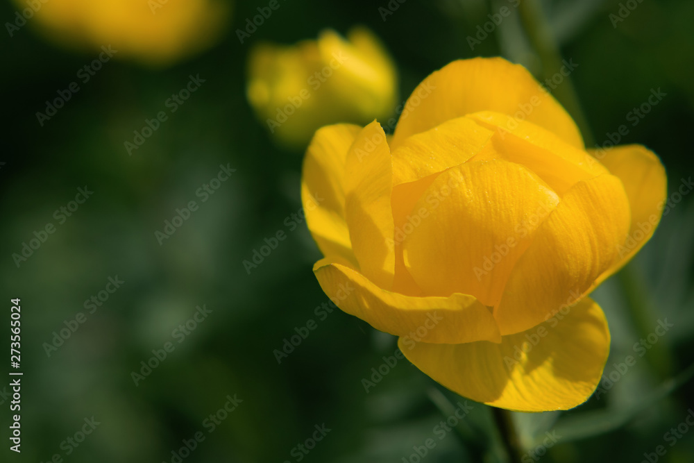 Wild yellow flowers of the European globeflower on the forest lawn close up, copy space Wild yellow flowers of the European globeflower on the forest lawn close up, copy space