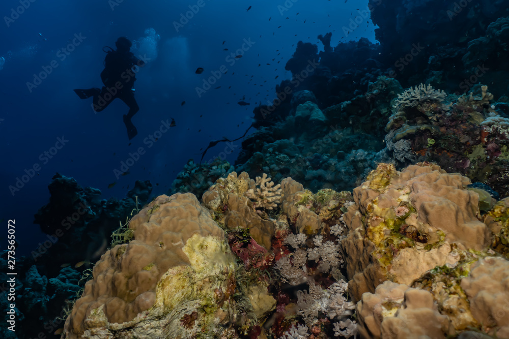 Fototapeta premium Coral reefs and water plants in the Red Sea, Eilat Israel