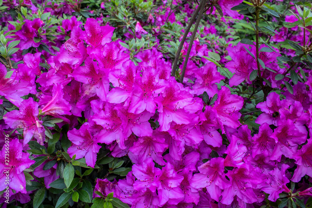 Indian azalea flower shoot. Purple. Taken in the woods. Indian azalea flower shoot. Purple. Taken in the woods.