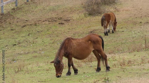 Wallpaper Mural 木曽馬のふるさと 開田高原 Torontodigital.ca