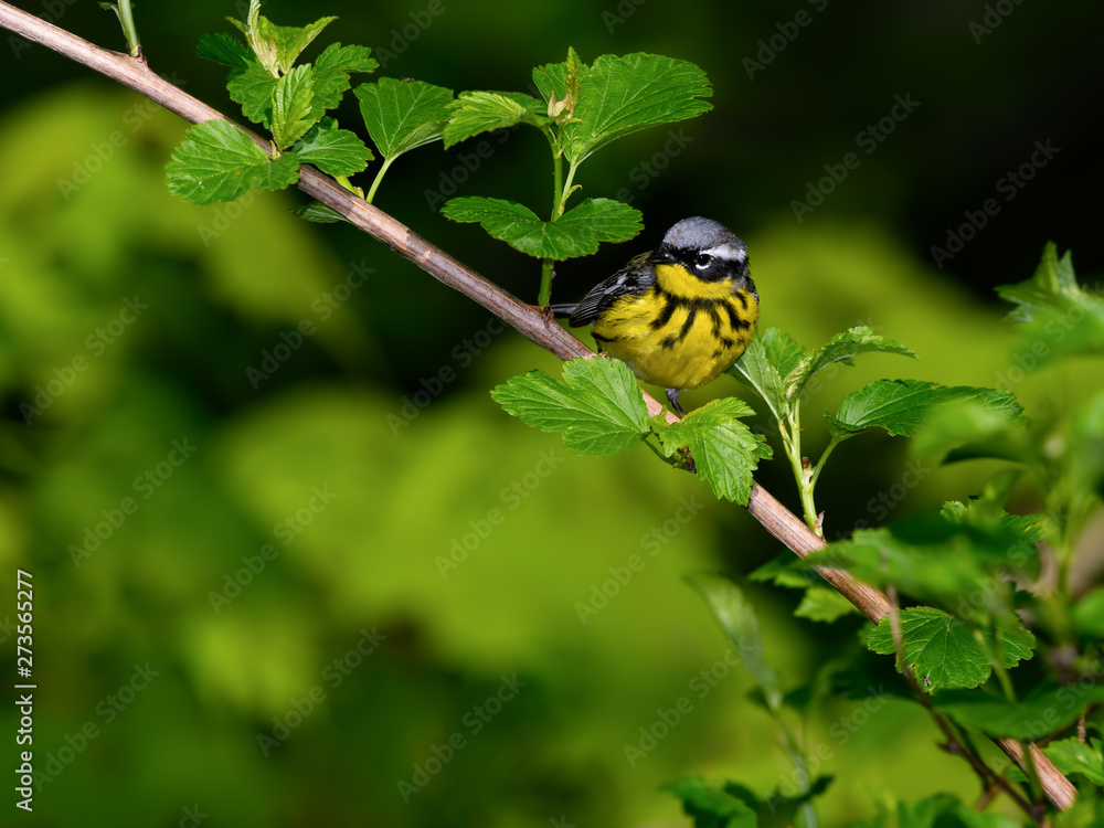 Magnolia Warbler Perched on Tree Branch in Spring