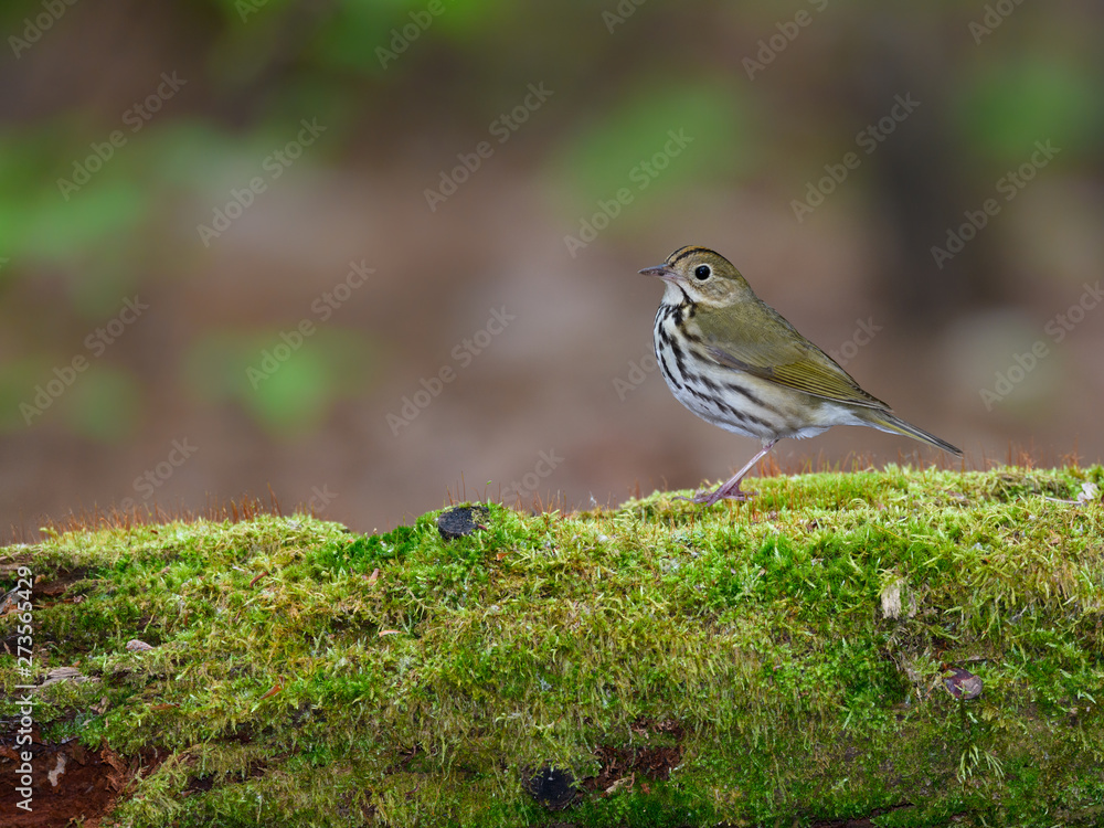 Ovenbird Perched on Log Covered in Moss in Spring Ovenbird Perched on Log Covered in Moss in Spring